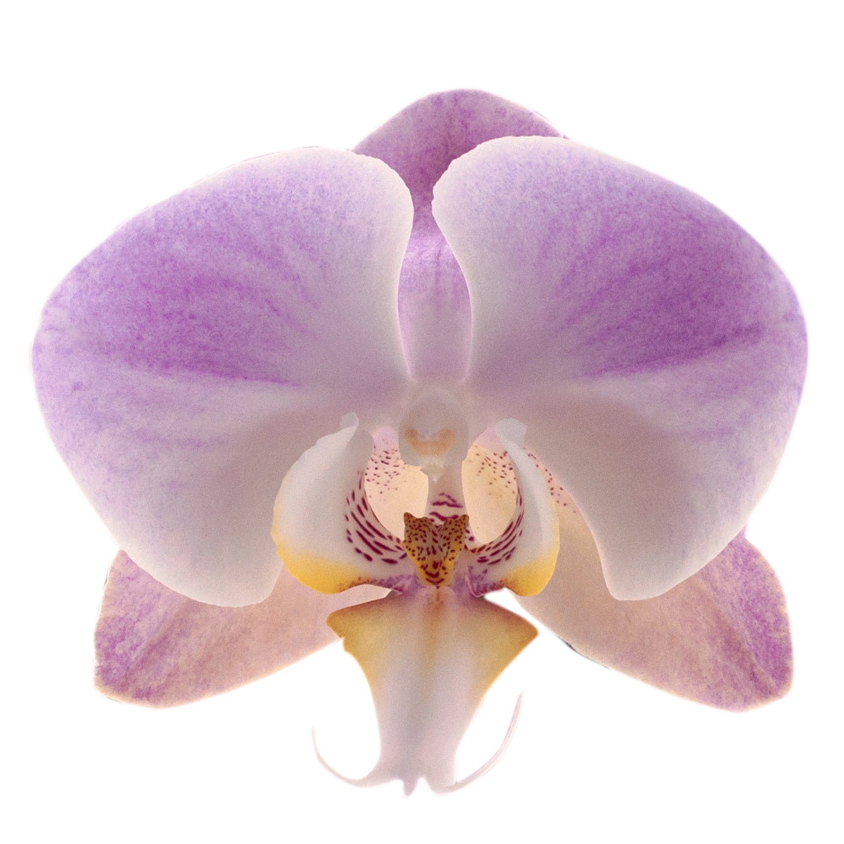 Phalaenopsis Time Agin Ø12