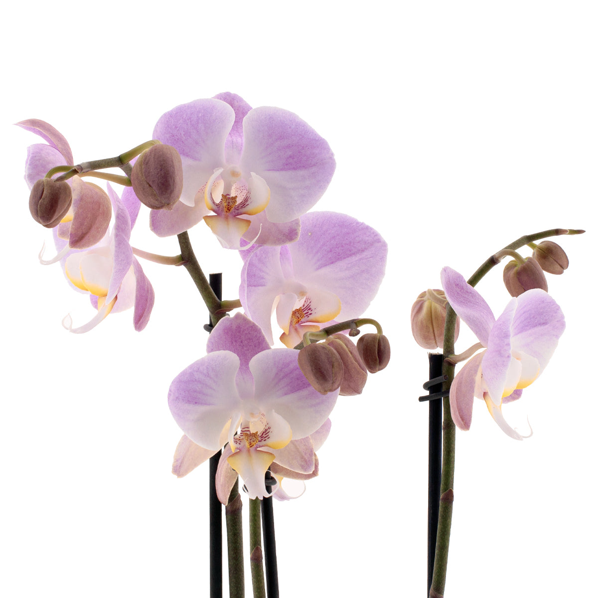 Phalaenopsis Time Agin Ø12