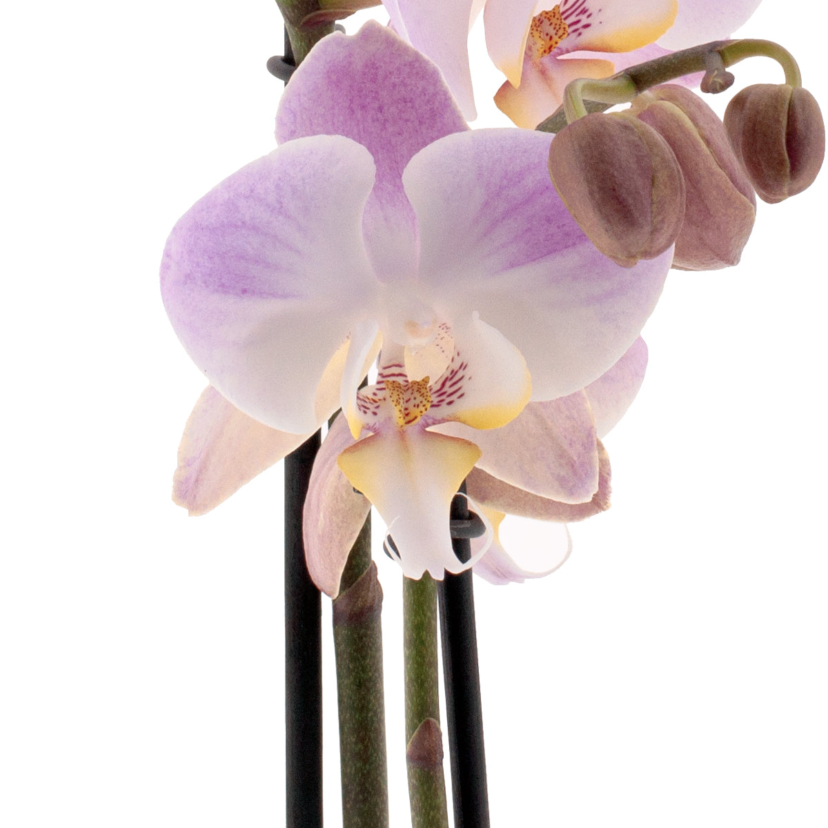 Phalaenopsis Time Agin Ø12