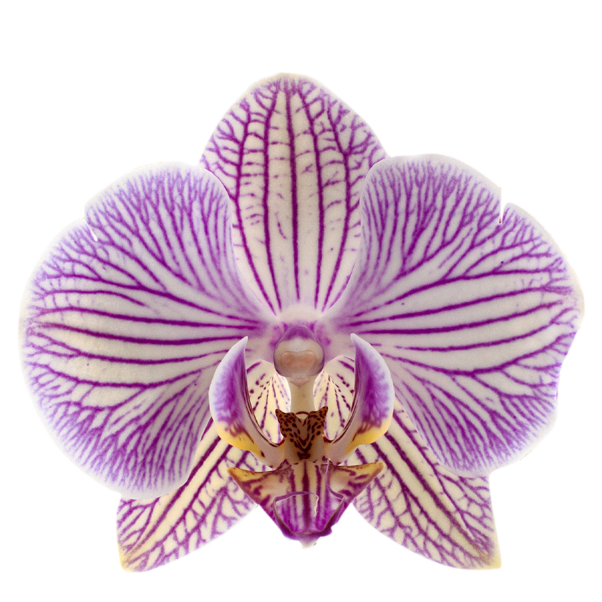 Phalaenopsis Warsaw Ø12