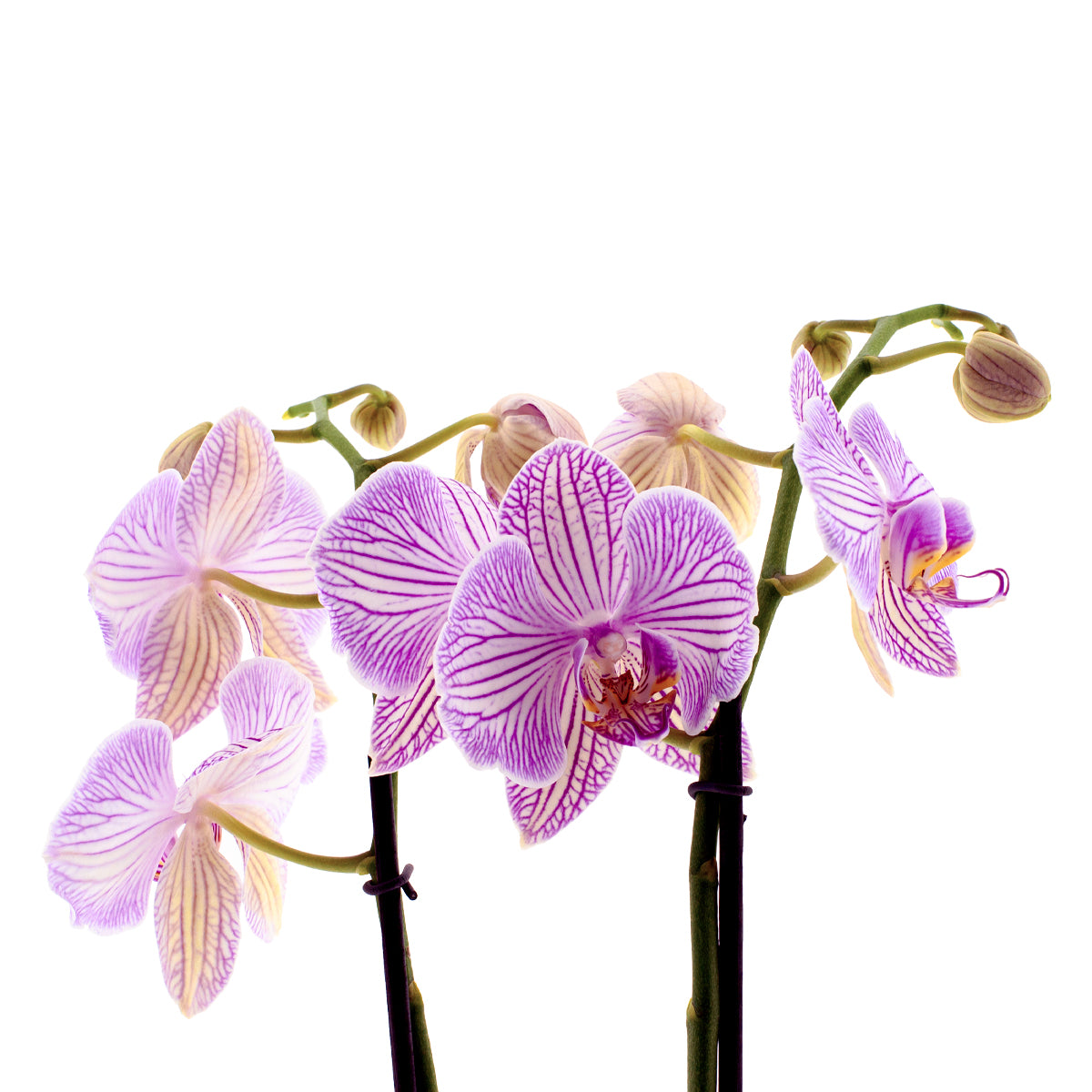 Phalaenopsis Warsaw Ø12