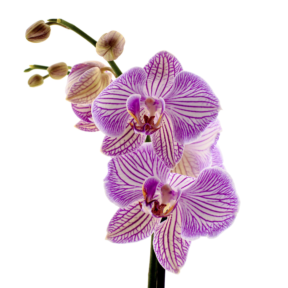 Phalaenopsis Warsaw Ø12
