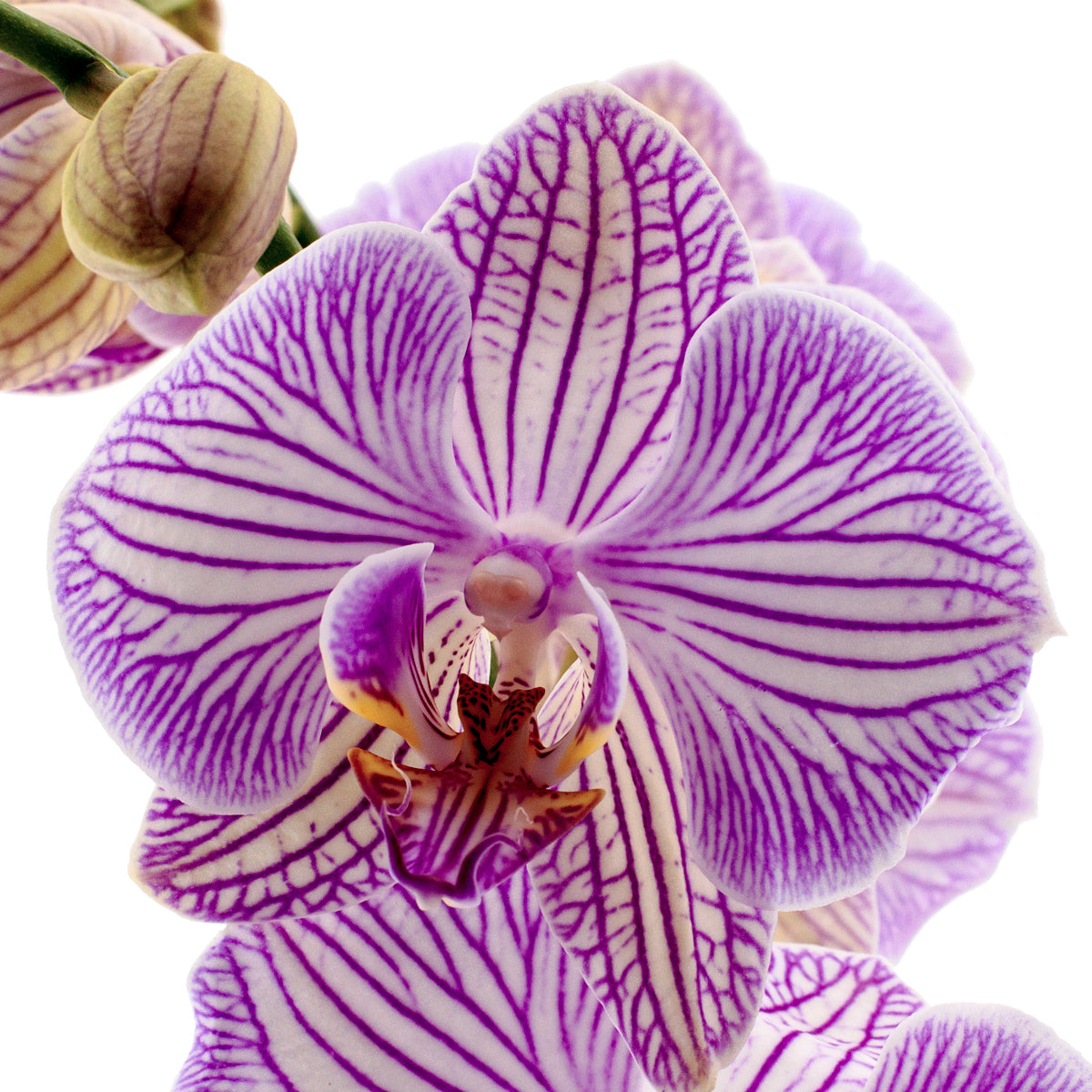 Phalaenopsis Warsaw Ø12