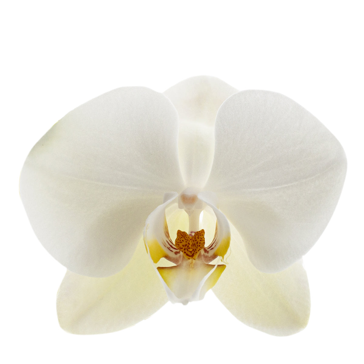 Phalaenopsis Clio Ø12