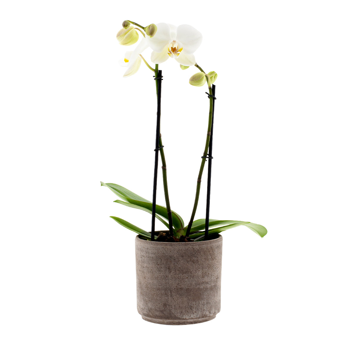Phalaenopsis Clio Ø12