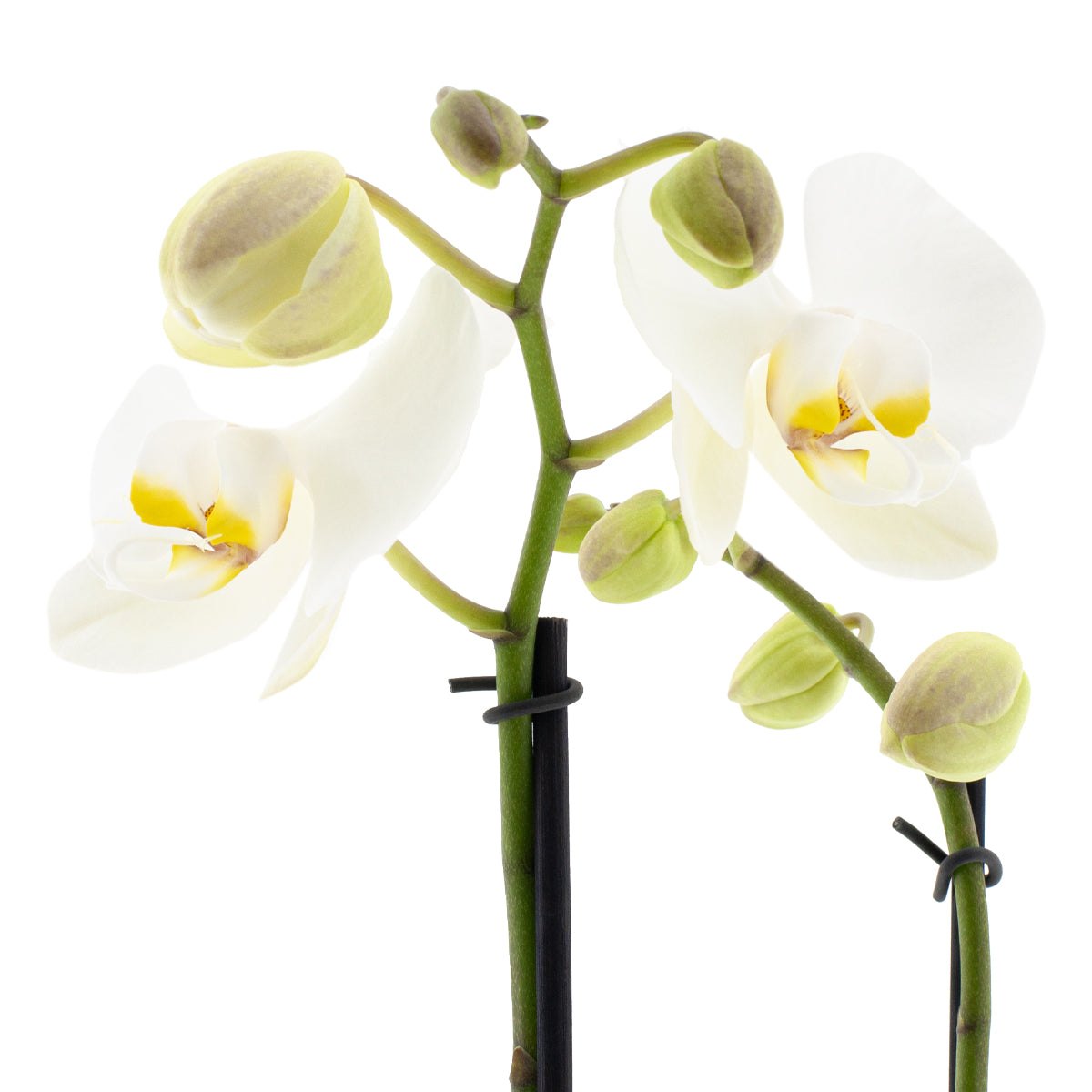 Phalaenopsis Clio Ø12