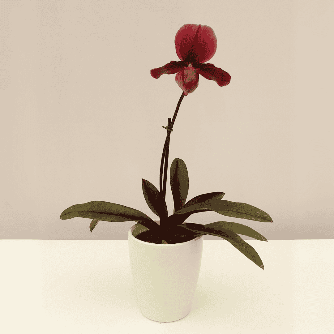 Paphiopedilum Vinicolor