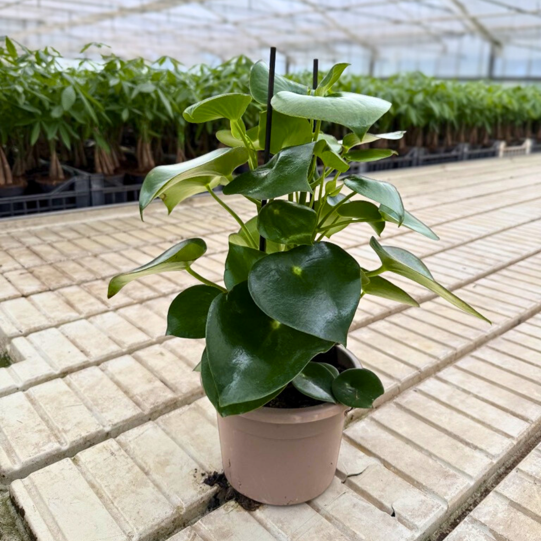 Peperomia polybothrya RAINDROP