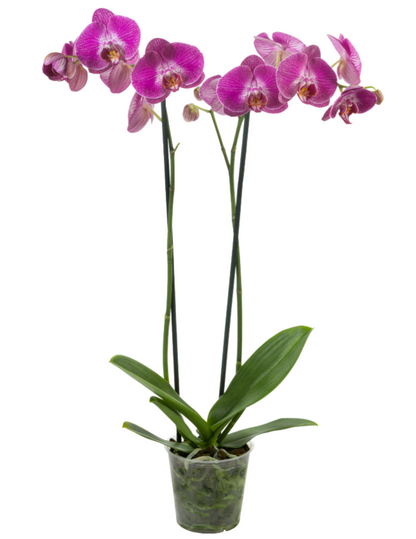 Phalaenopsis Sangria Ø12