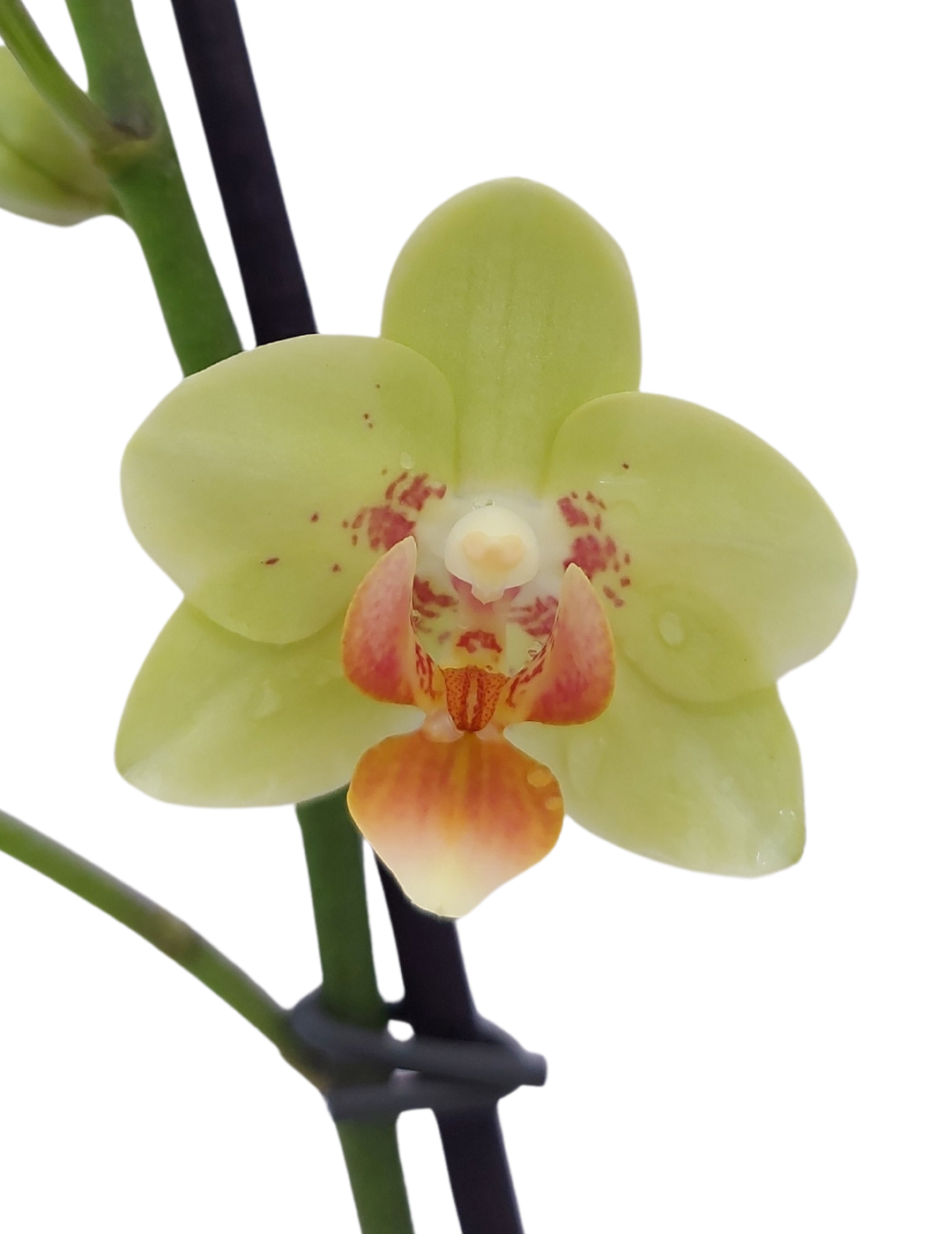 Phalaenopsis Gilda Ø9
