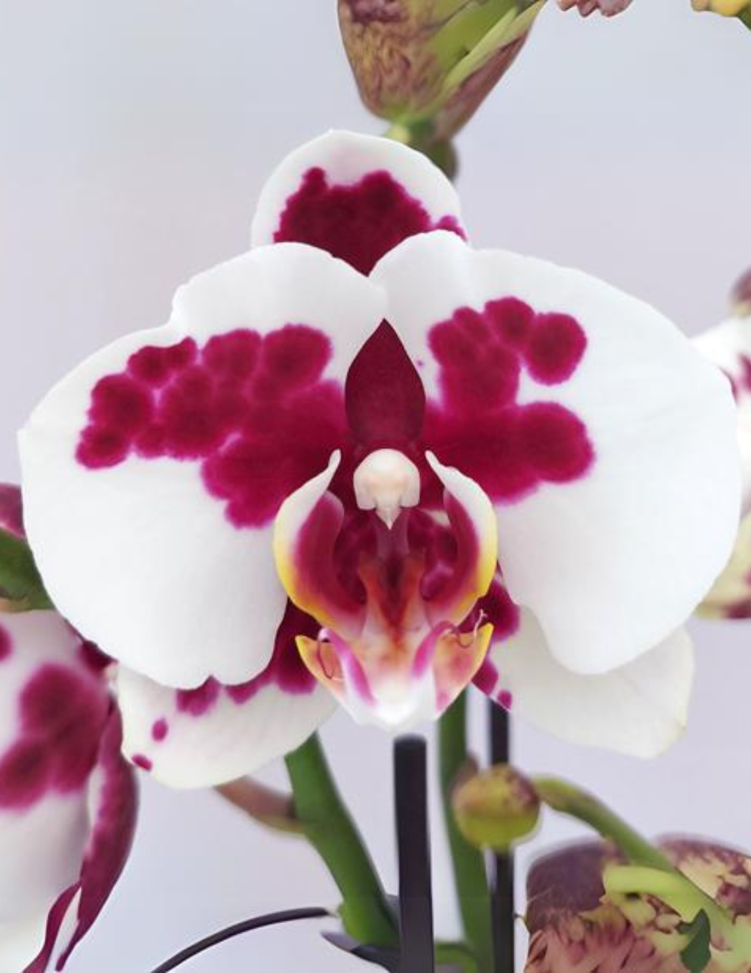 Phalaenopsis Letizia Ø12