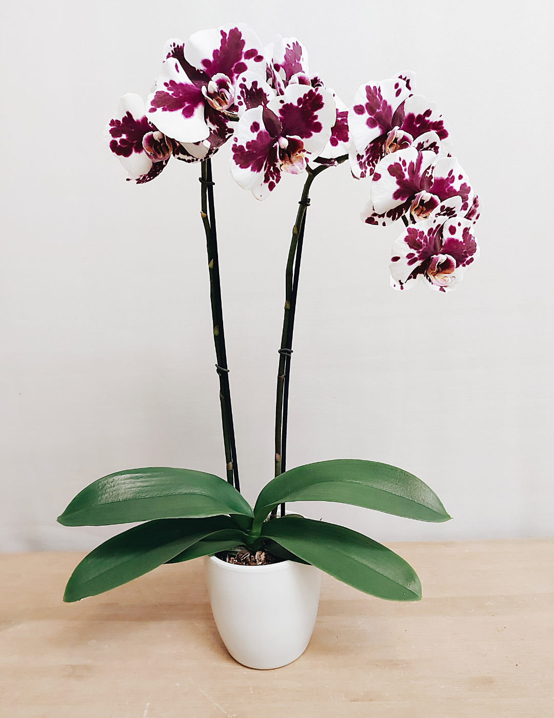 Phalaenopsis Letizia Ø12