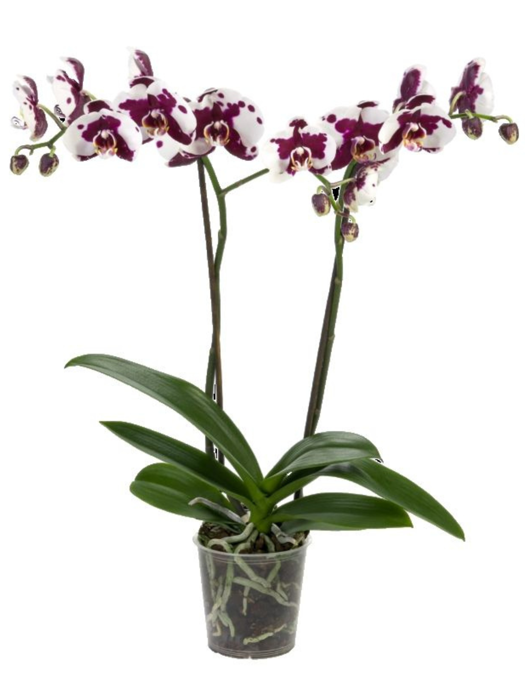 Phalaenopsis Letizia Ø12