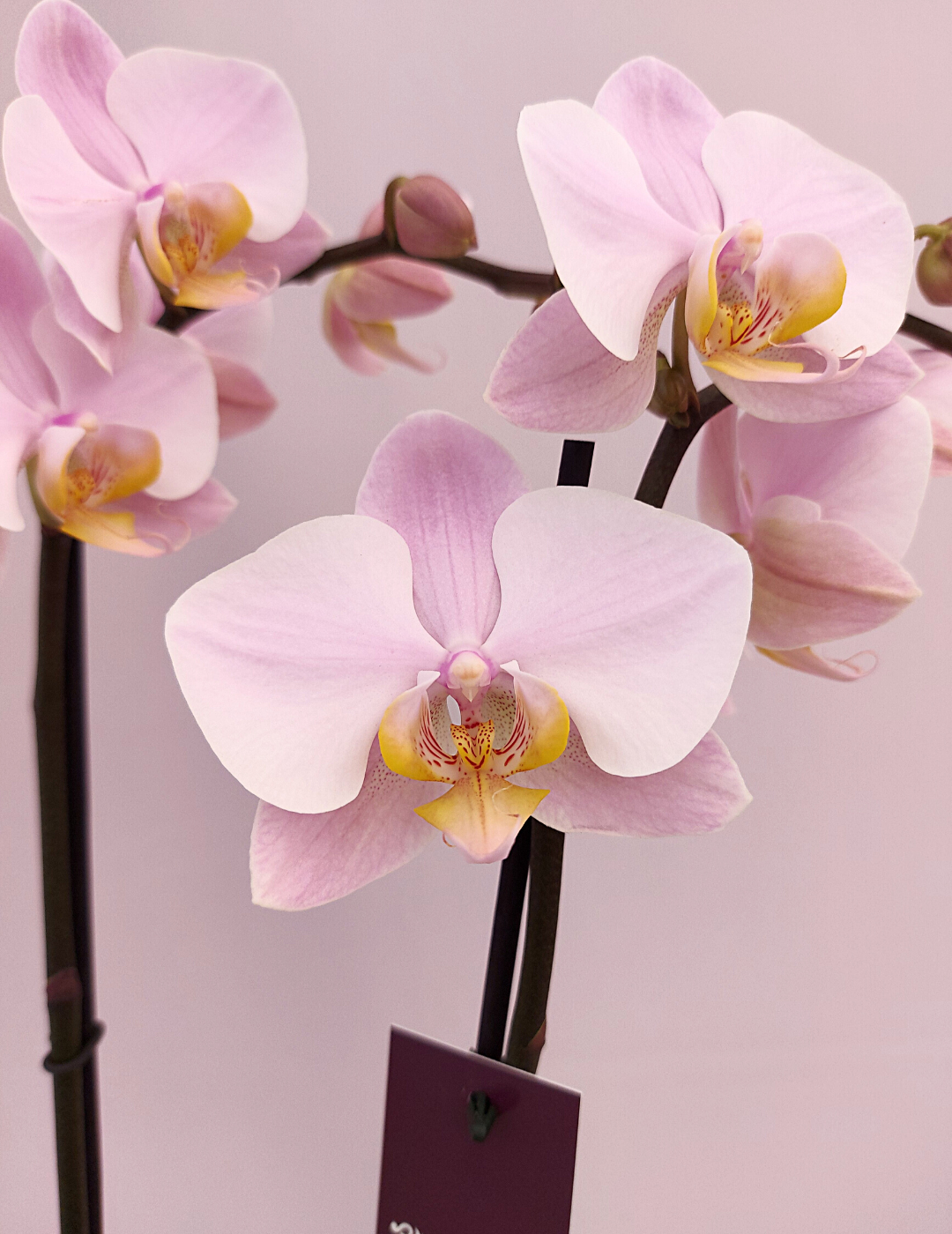 Phalaenopsis Salinas Ø12