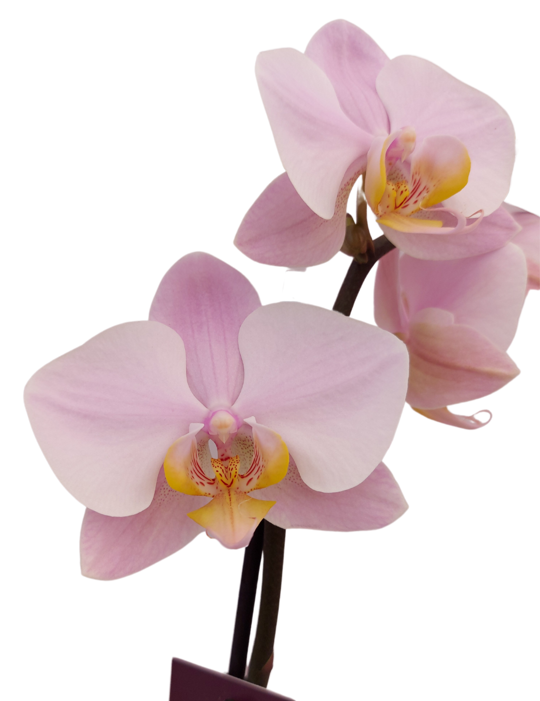 Phalaenopsis Salinas Ø12