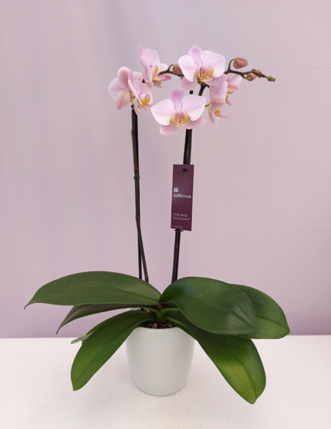 Phalaenopsis Salinas Ø12