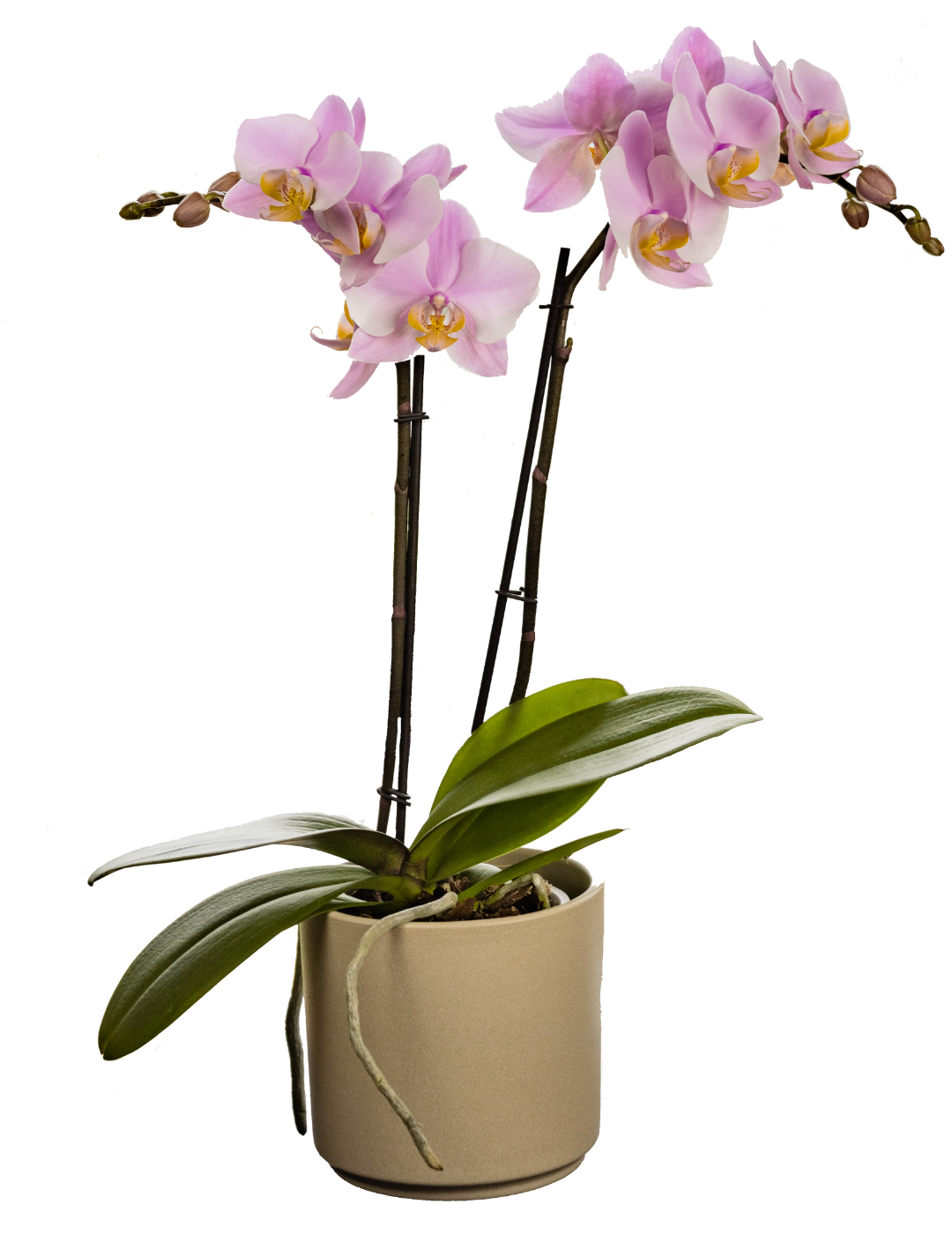 Phalaenopsis Salinas Ø12