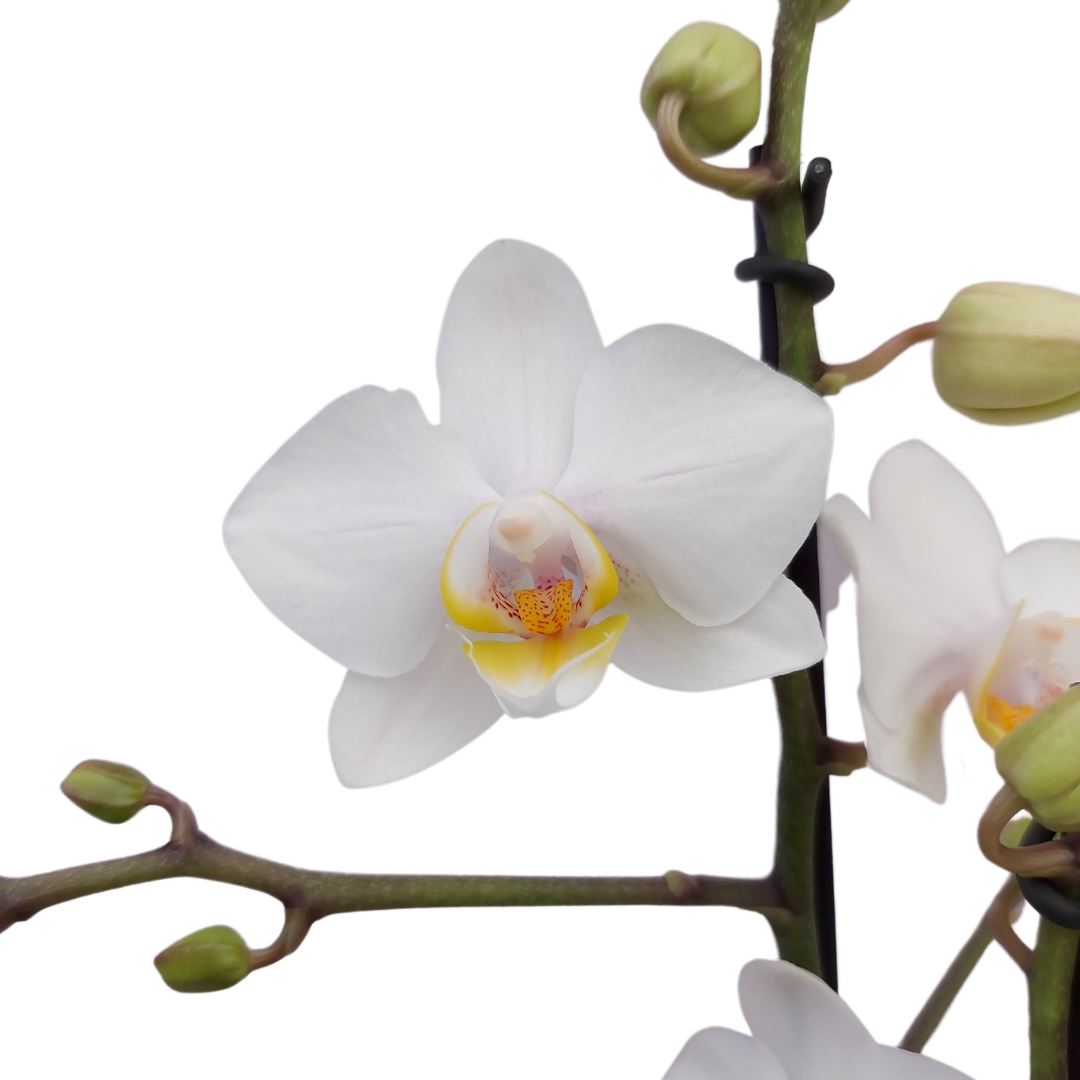Phalaenopsis Cecilia Ø9