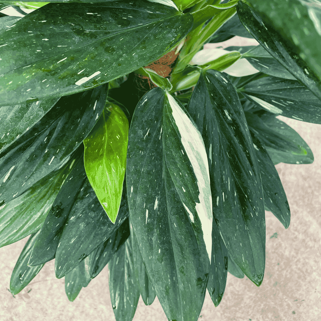 Philodendron Cobra