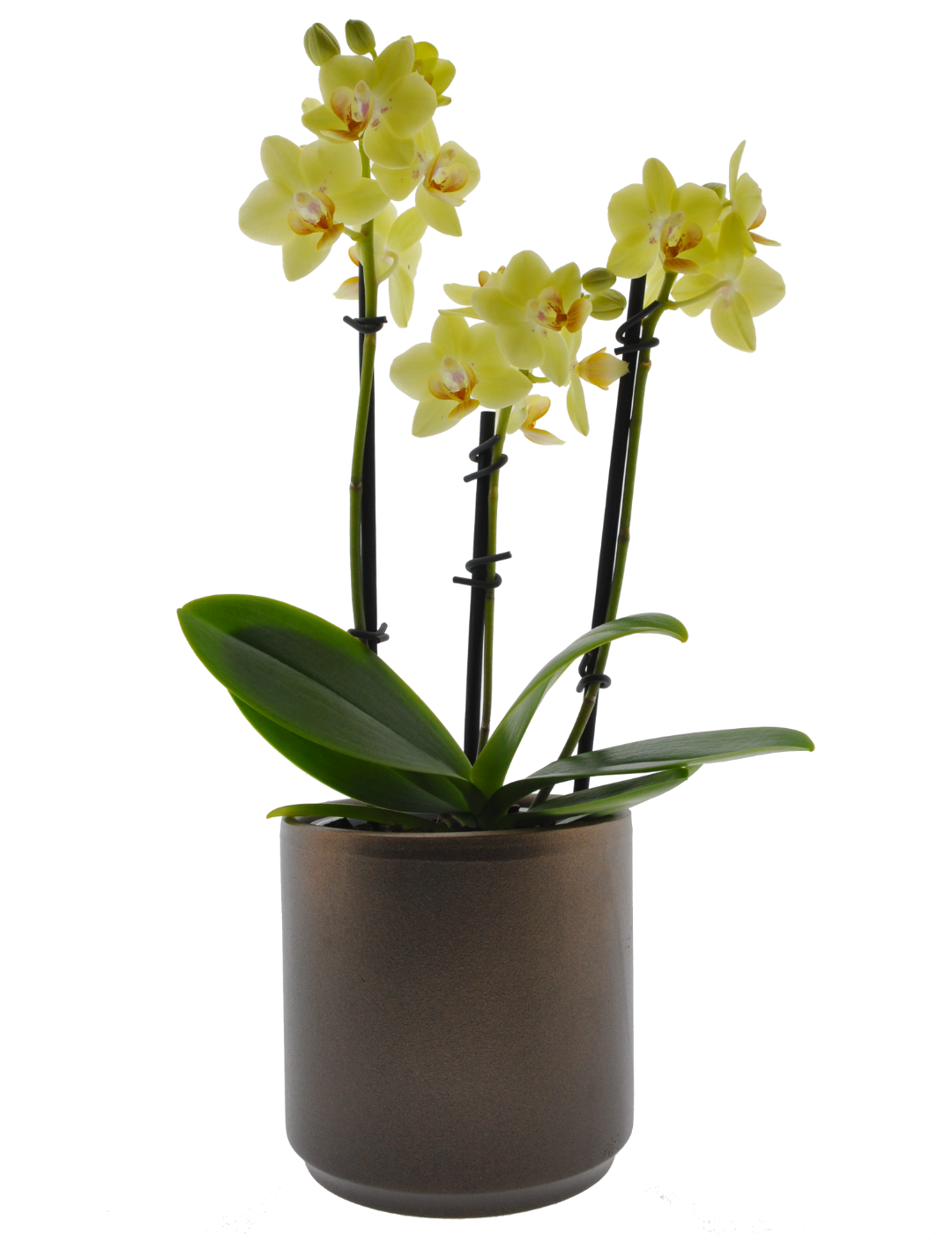 Phalaenopsis Gilda Ø9