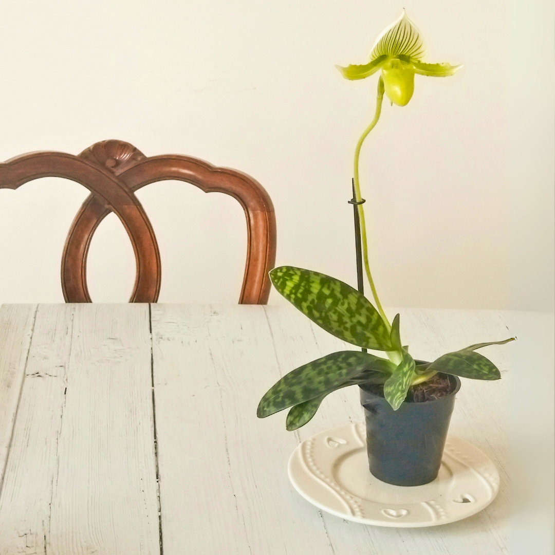 Paphiopedilum Maudiae