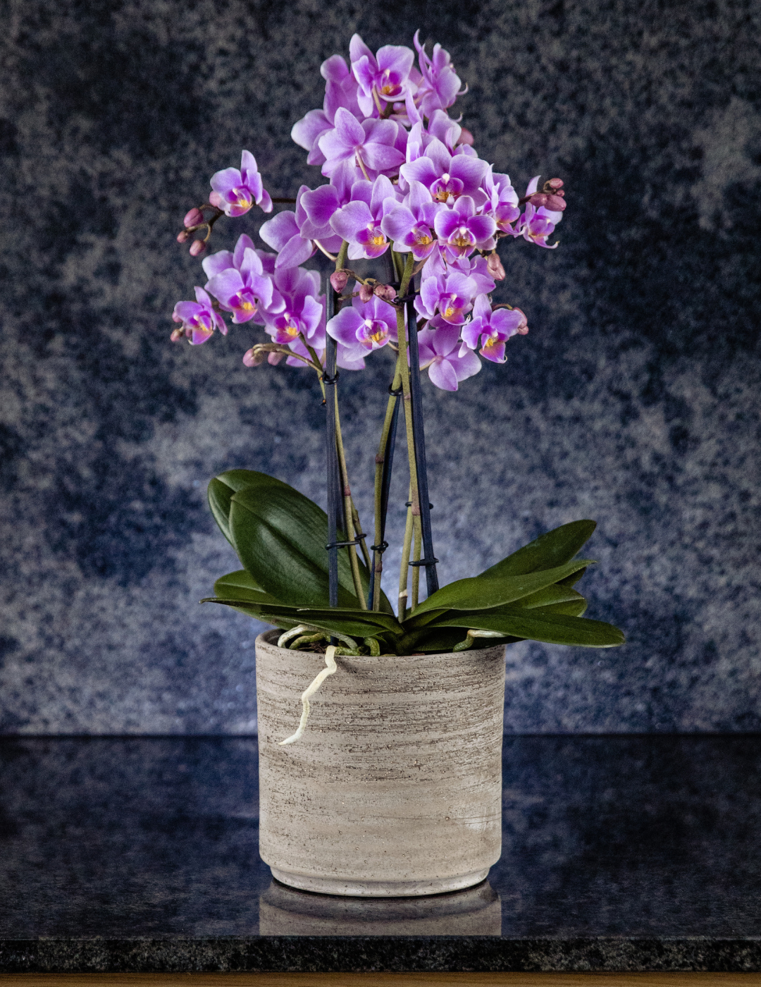 Phalaenopsis &quot;Mazzo di Fiori&quot; Rosanna Ø12
