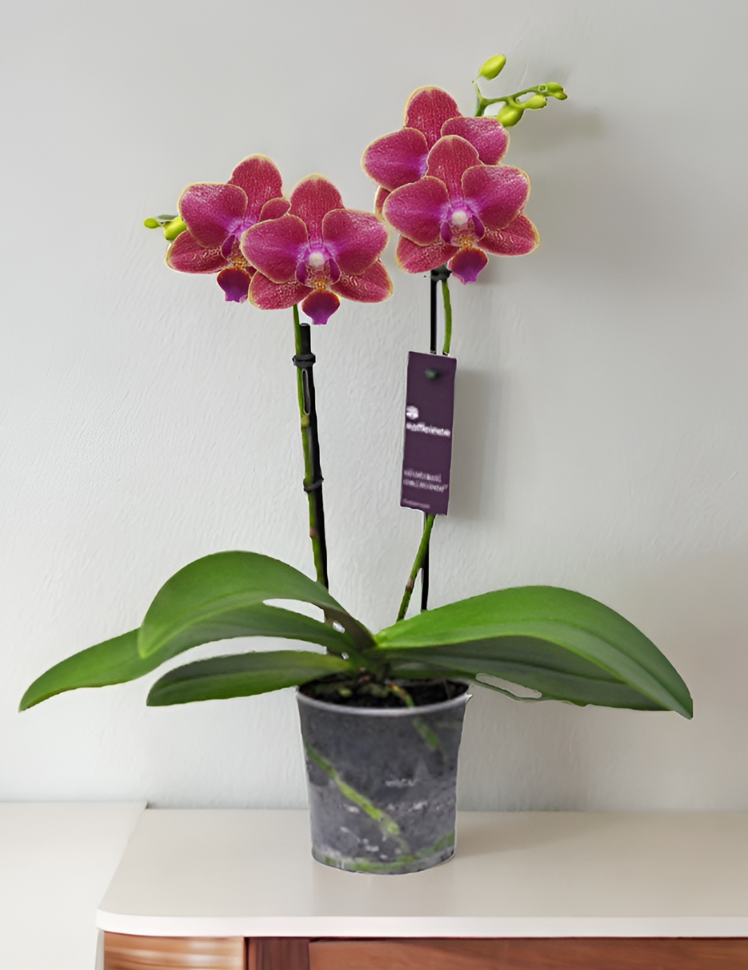 Phalaenopsis Super Ø9