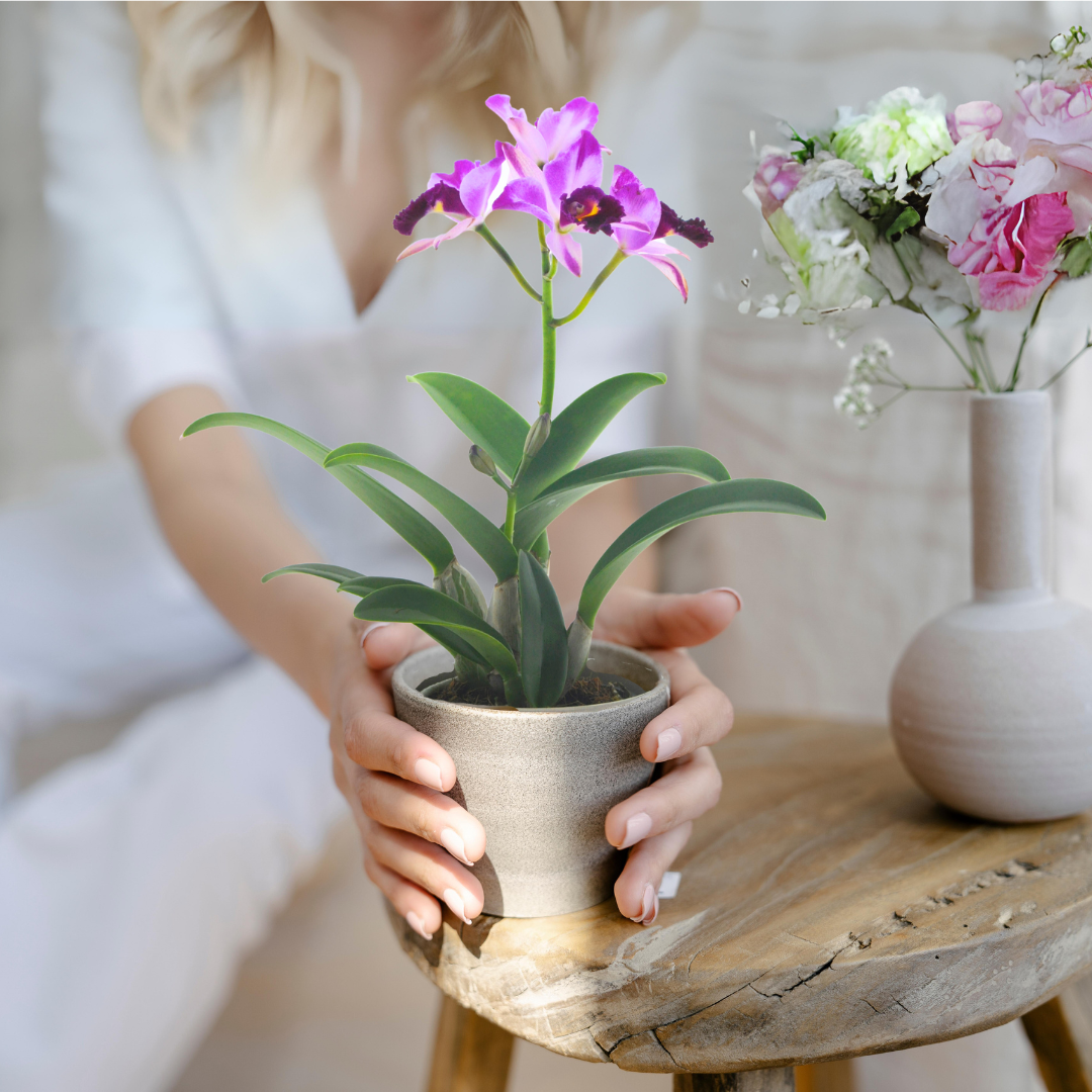 Cattleya Quilla