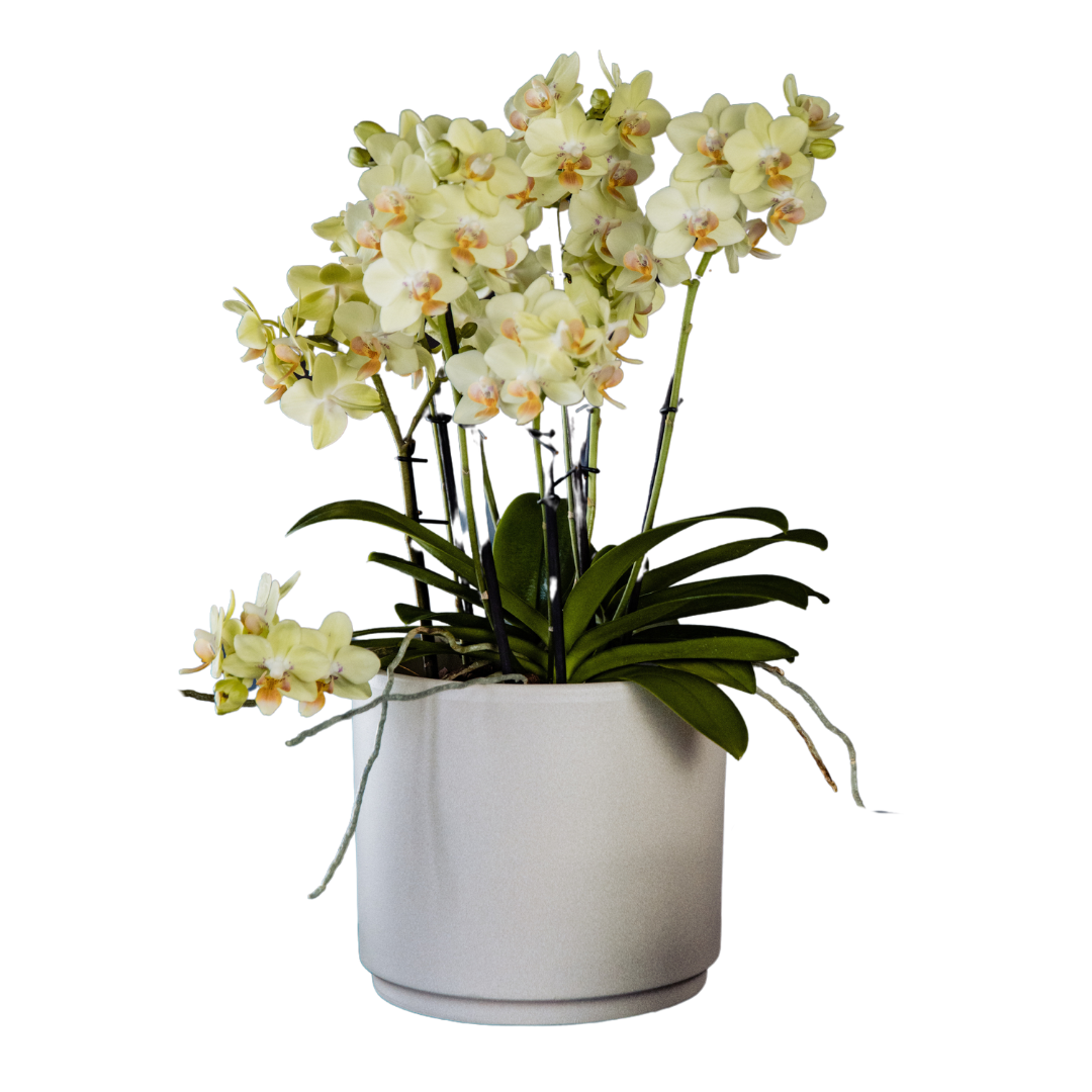 Phalaenopsis Mazzo di Fiori Ø14