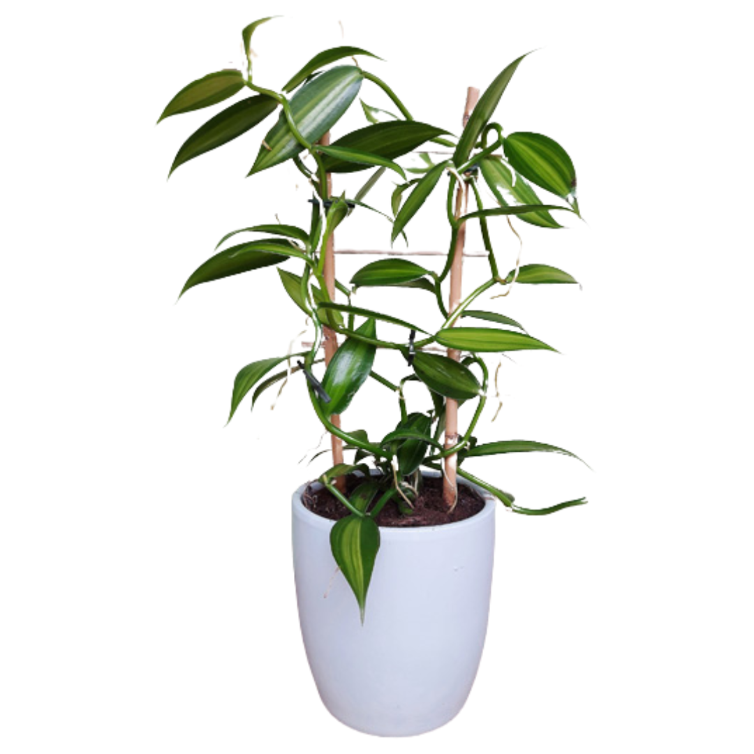 Vanilla Planifolia