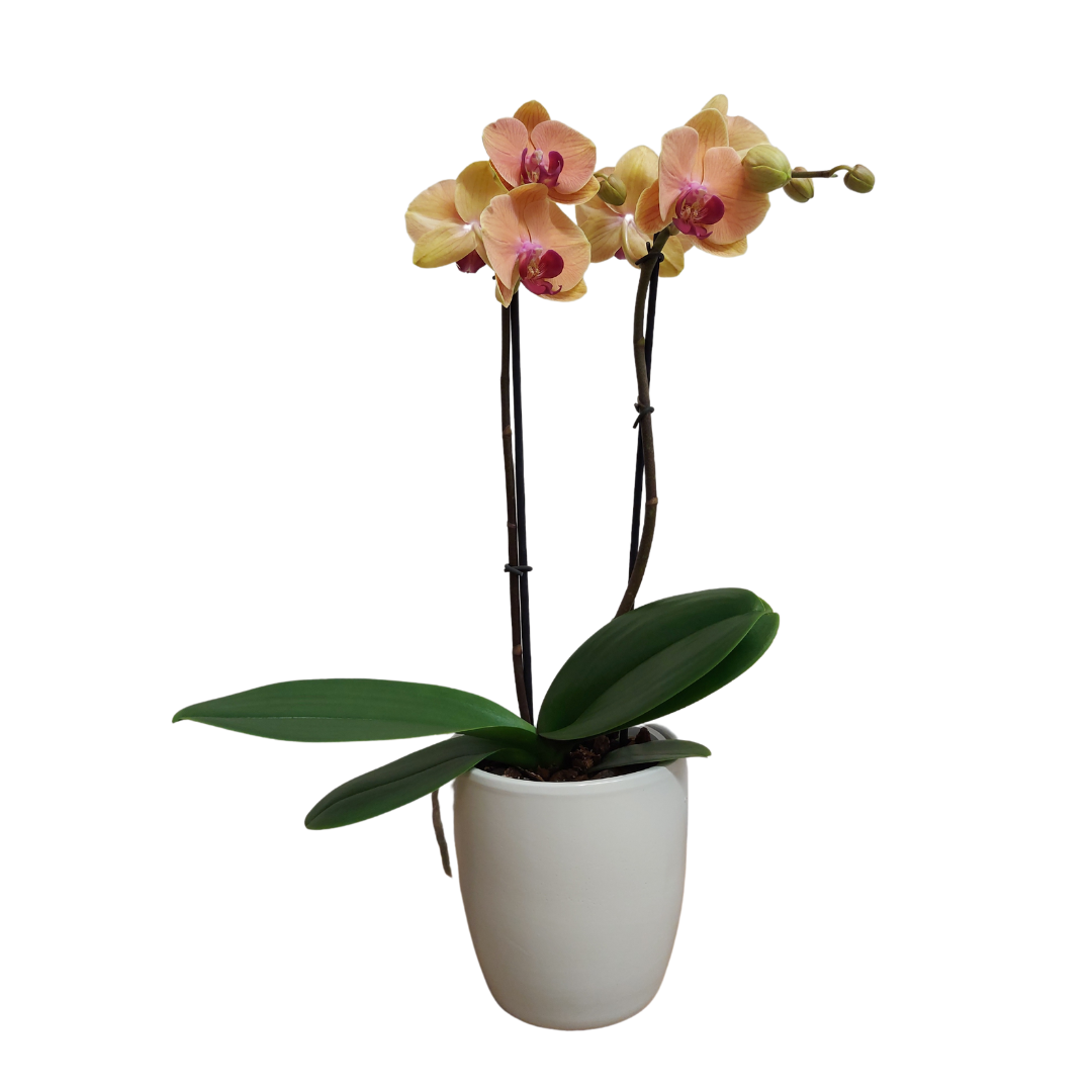 Phalaenopsis Agata Ø12