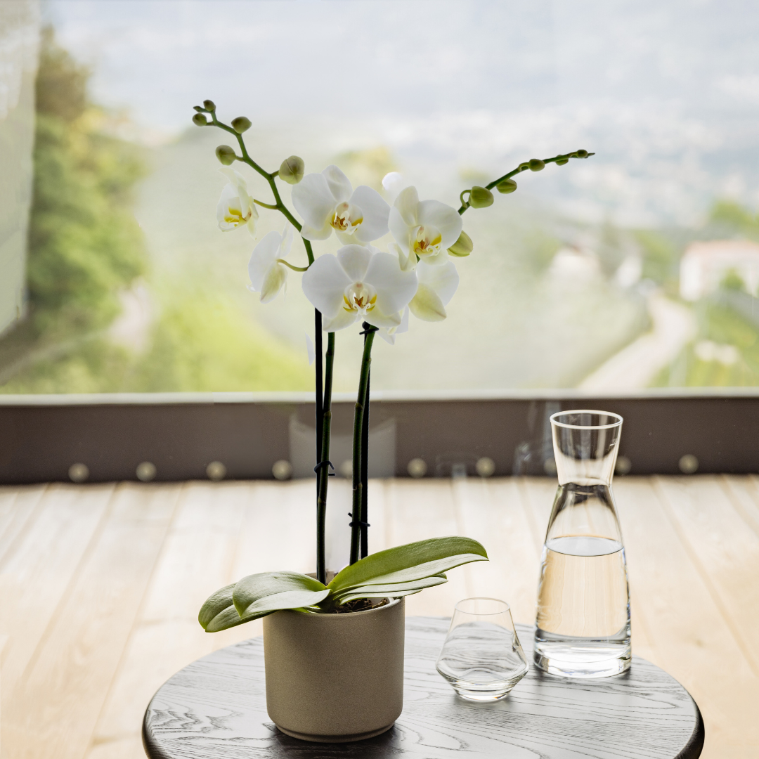 Phalaenopsis Camilla Ø12