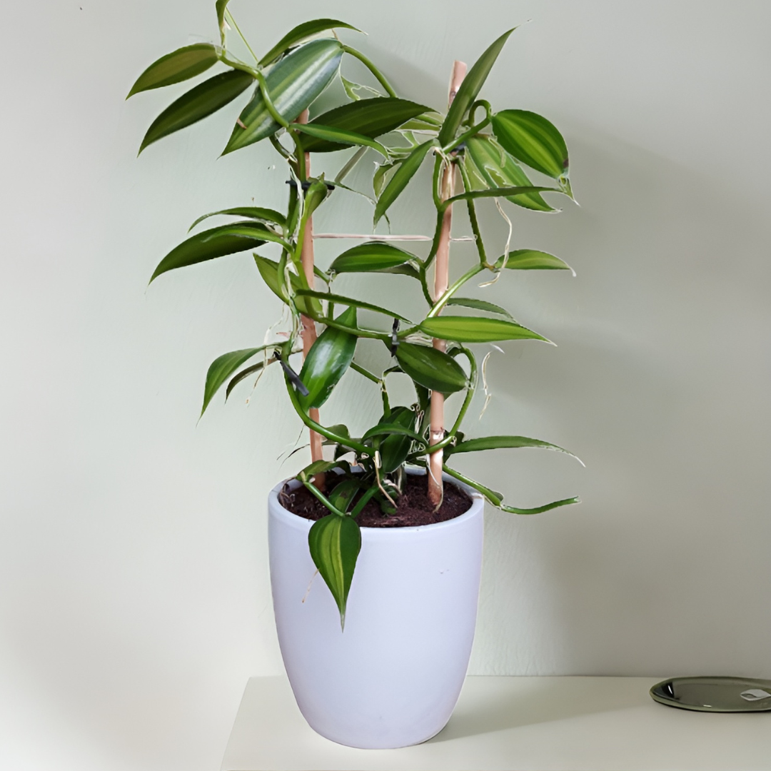 Vanilla Planifolia