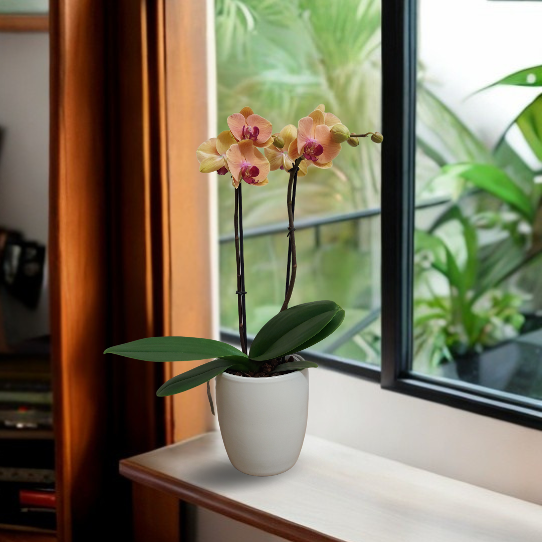 Phalaenopsis Agata Ø12