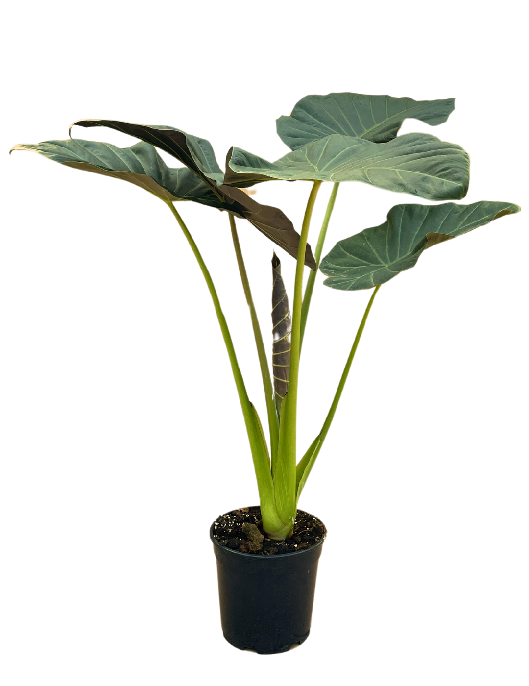 Alocasia Regal Shield  Orecchie di Elefante – Flogheter