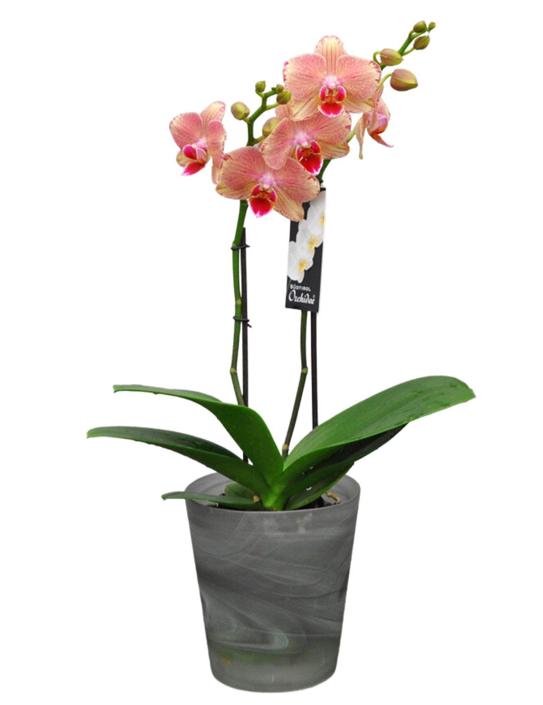 Phalaenopsis Alice Ø12