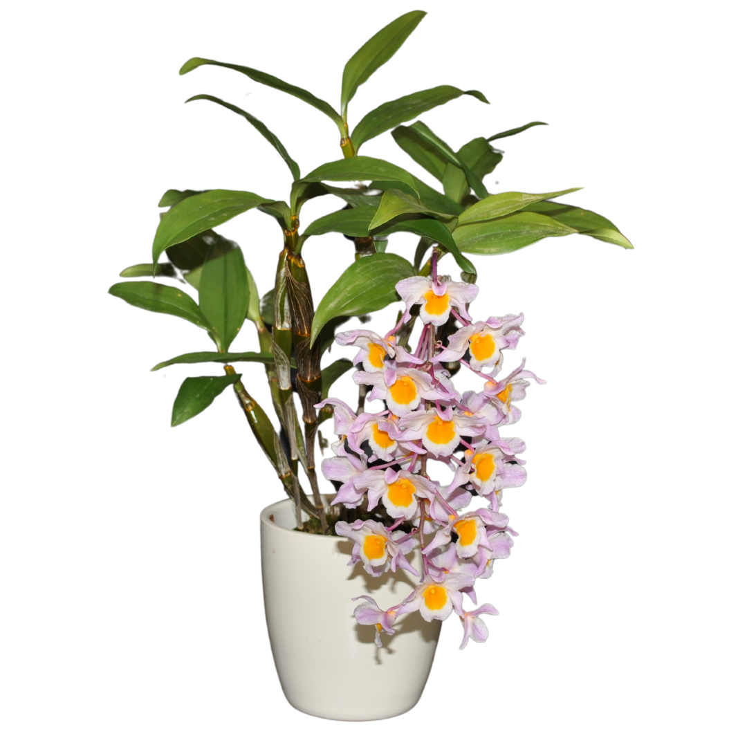 Dendrobium Griffithianum x Farmeri