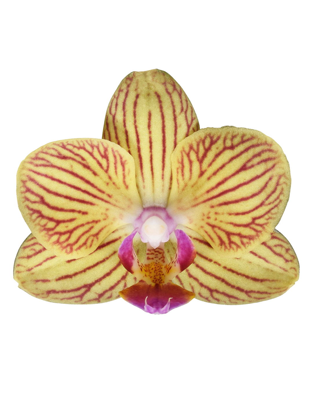 Phalaenopsis Lima Ø9