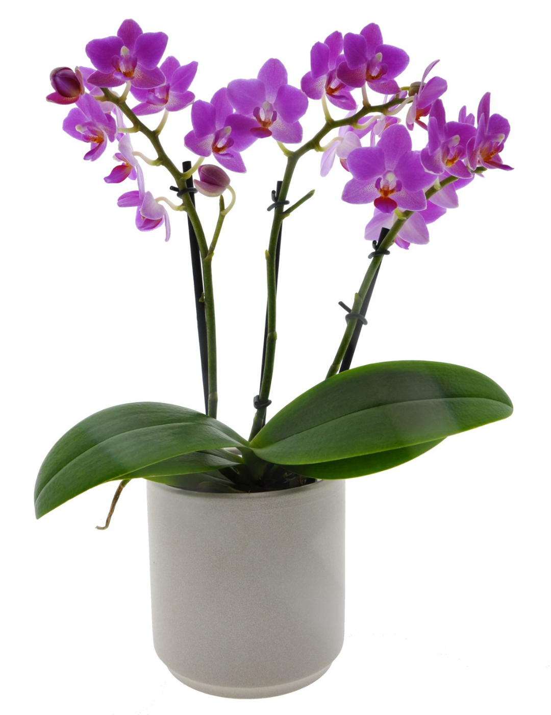 Phalaenopsis Martina Ø9