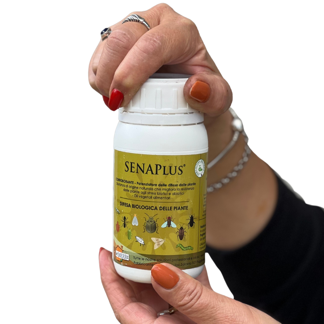 Senaplus