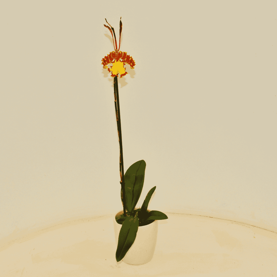 Psychopsis