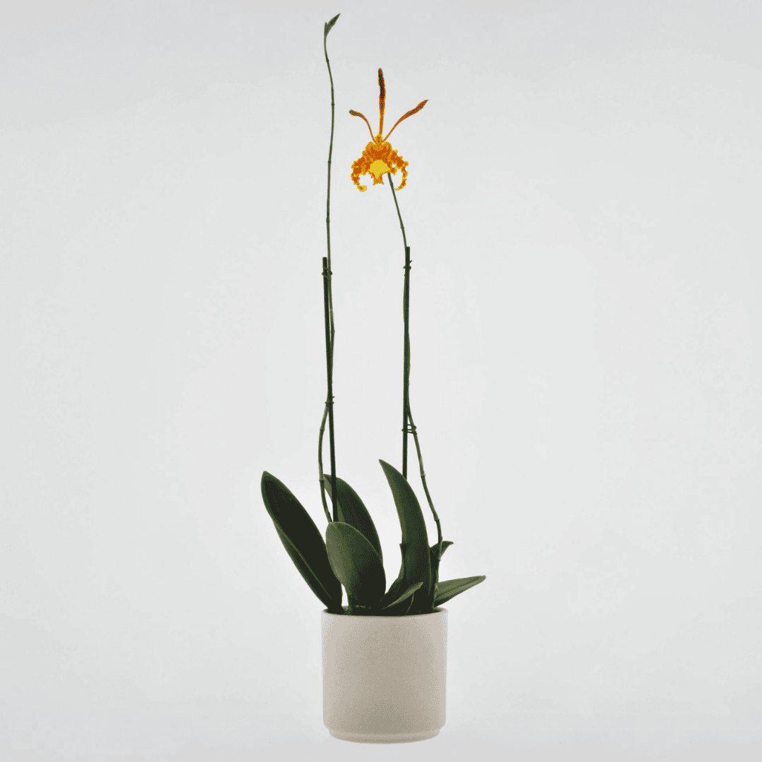 Psychopsis
