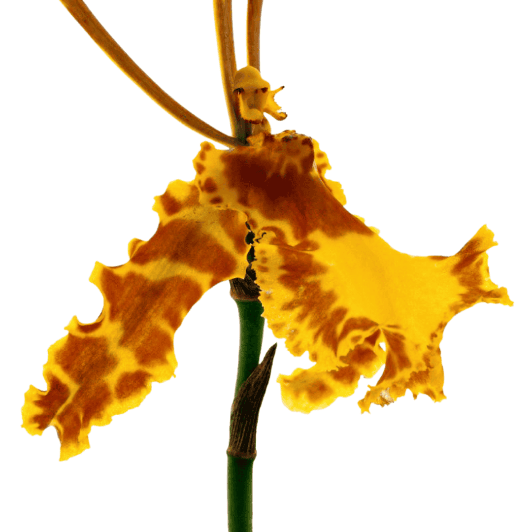 Psychopsis