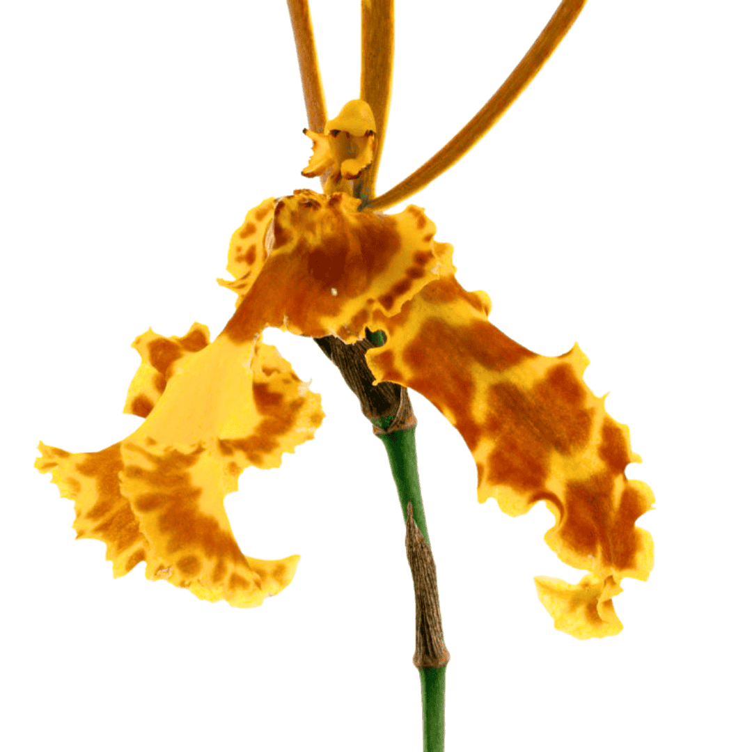 Psychopsis