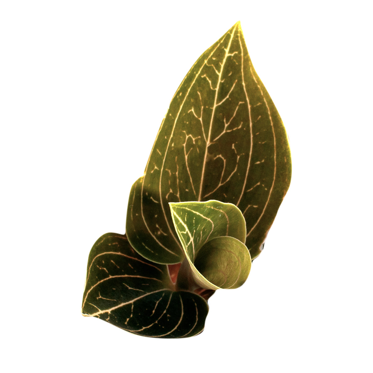 Ludisia Lemon