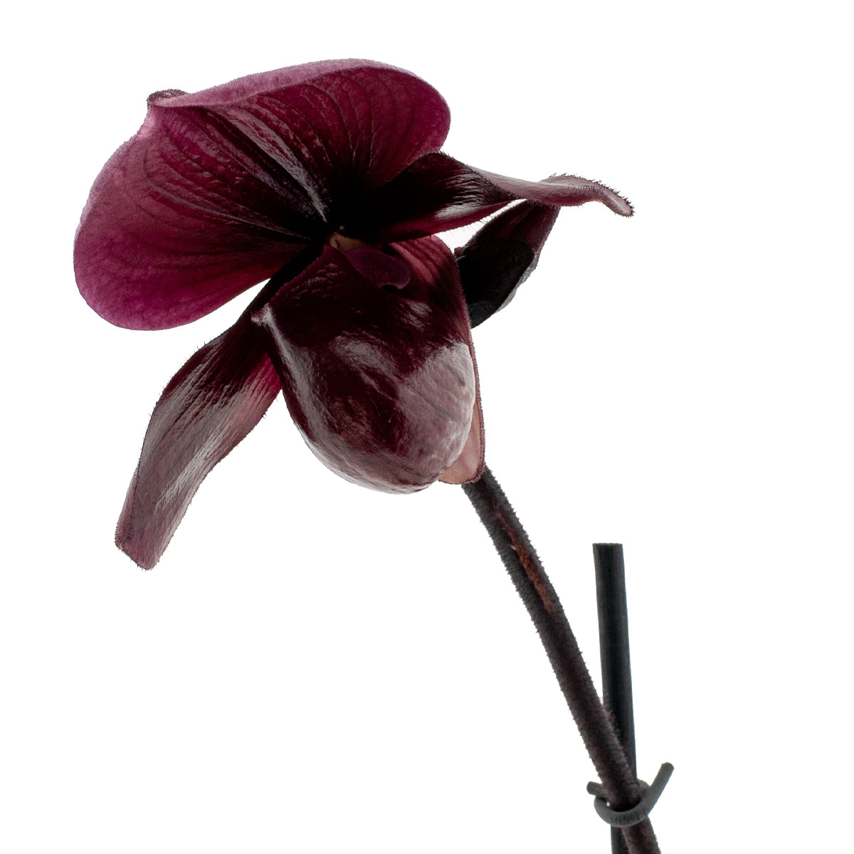 Paphiopedilum Vinicolor