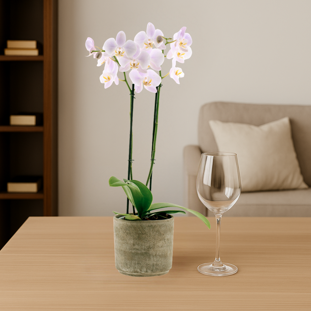 Phalaenopsis Rosion Ø12
