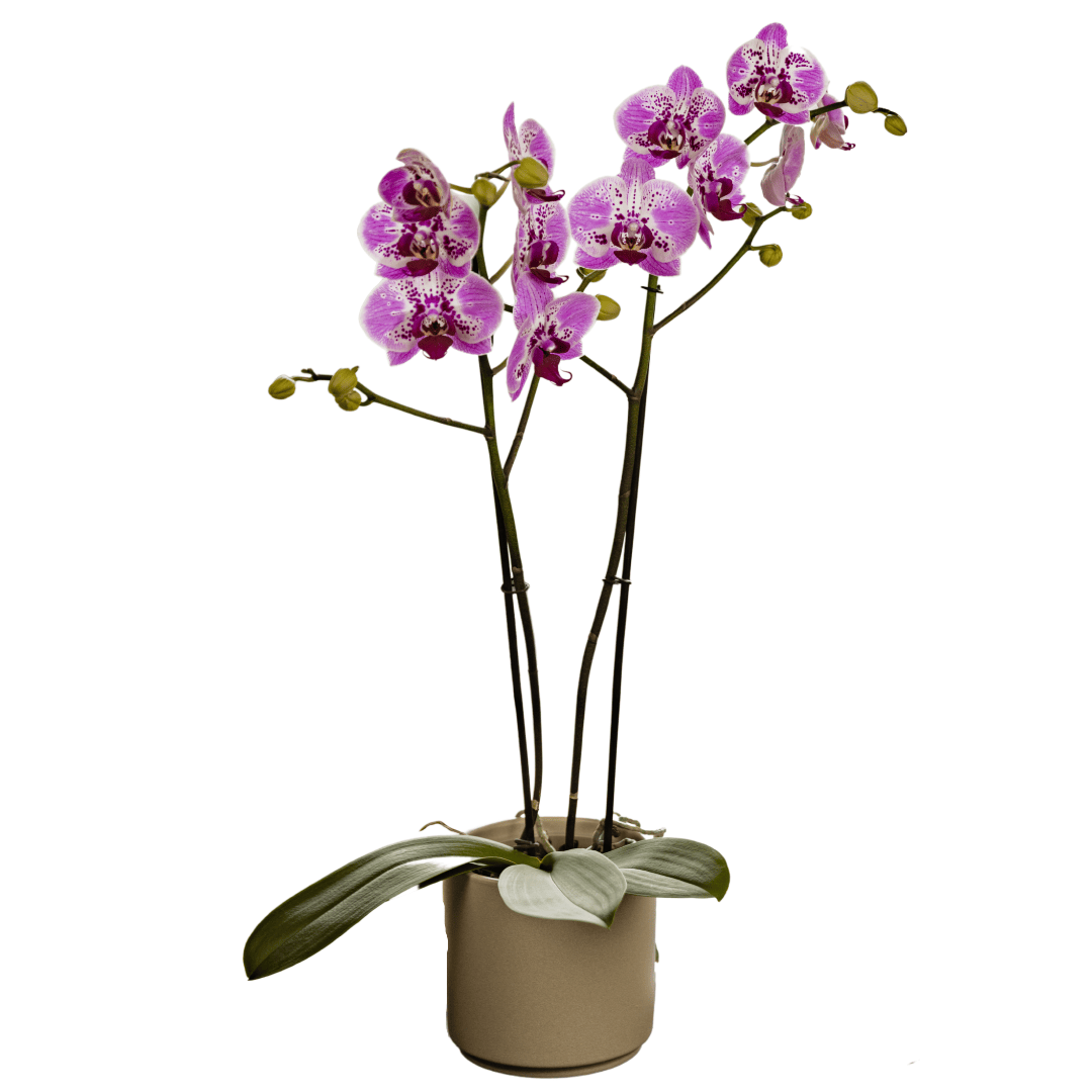 Phalaenopsis Sabina Ø12
