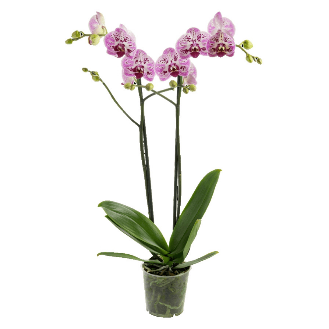 Phalaenopsis Sabina Ø12