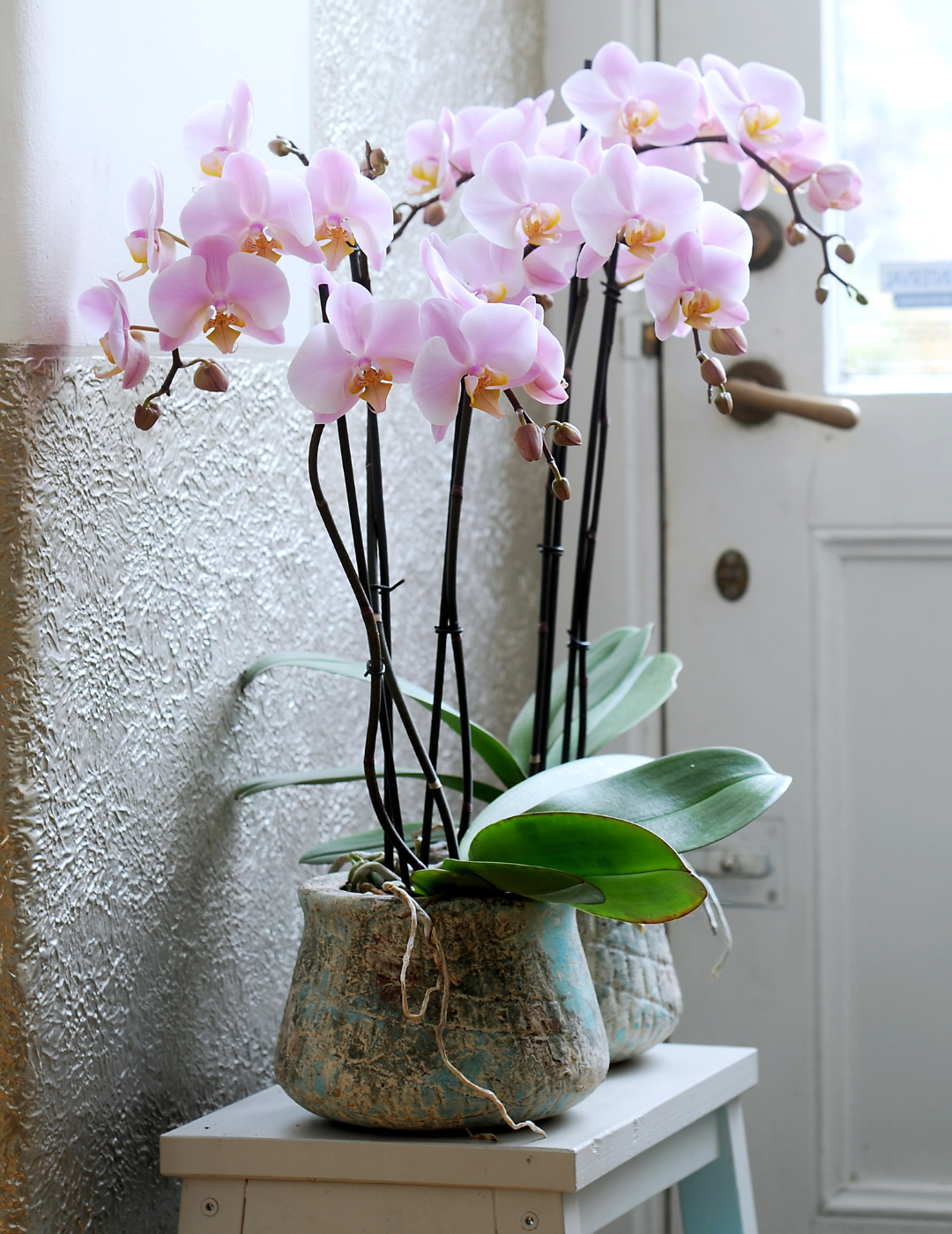 Phalaenopsis Salinas Ø12